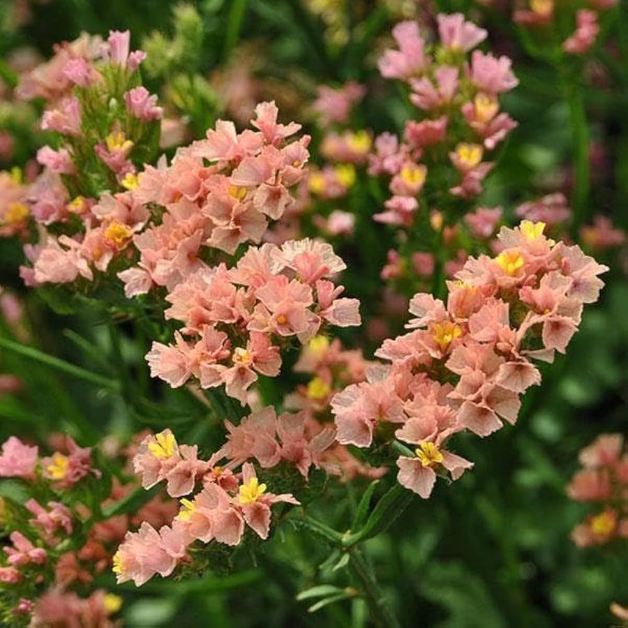 Limonium Sinuatum Limonium sinuatum for planting in flower bed