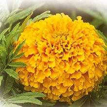 African Marigold Tagetes Seeds for growers wanting a homegrown harvest