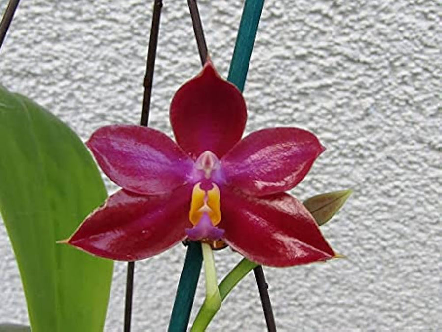 Crimson Phalaenopsis Orchid for planting