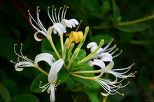 Himalayan Honeysuckle Bush Flower Seeds