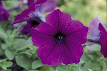 Petunia Petunia Hybrida Double Purple Seeds for a lasting display in the Garden Patio Containers