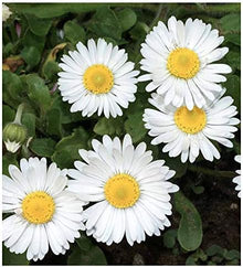 English Daisy Flower Mix Seeds (Bellis perennis) for growers seeking a long-blooming display
