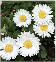 English Daisy Seeds (Bellis perennis) for gardeners building out beds and borders