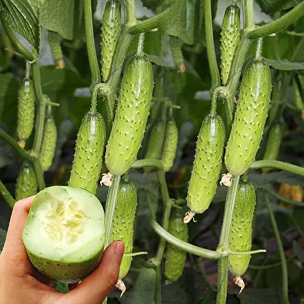 Calabrese (Broccoli Seeds (Semi NT) – Early Maturing Italian Heirloom Variety) for planting in garden