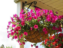 Petunia Petunia Hybrida flower Seeds valued for backyard gardening and hanging baskets