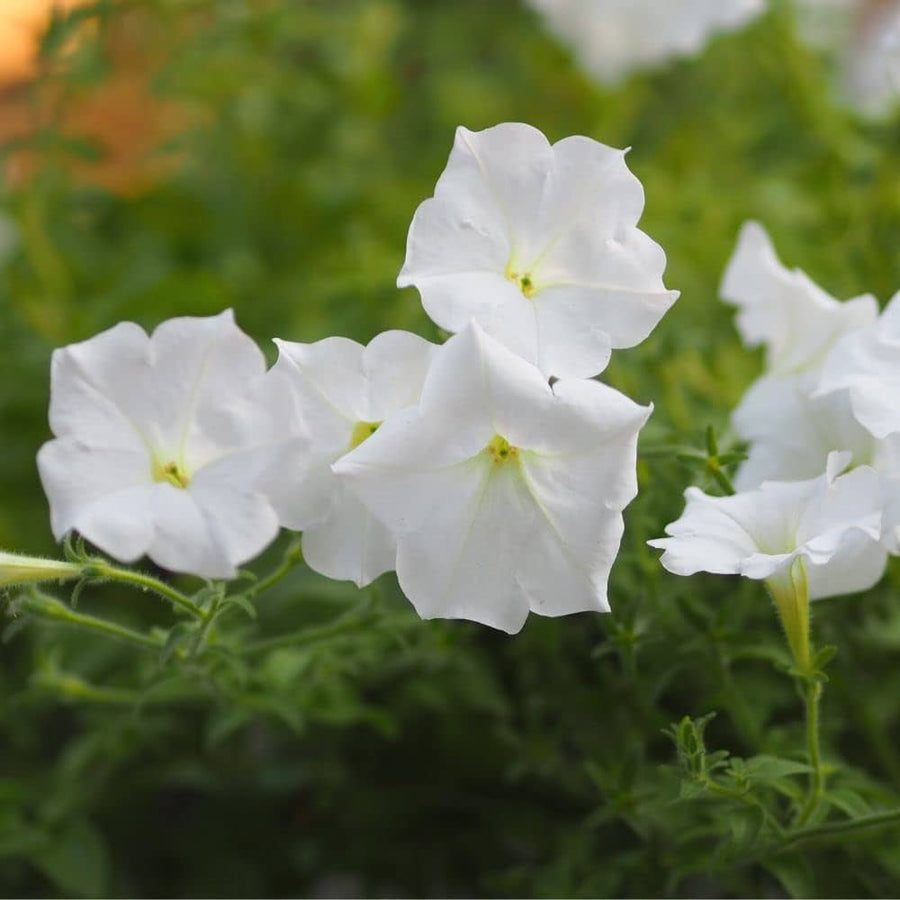 White petunia flower seeds
