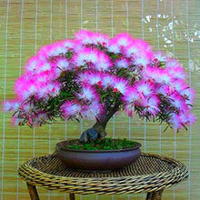 Albizia Julibrissin Bonsai Seeds (Albizia julibrissin) for long-term planting in the yard