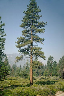 Large Green Pine seeds for winter garden and landscaping