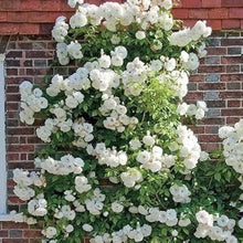 Austin Roses Climbing Roses Flowers Samen Seeds for fast cover along a fence or wall