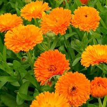 Calendula Triangle Seeds for a colorful addition to any planting
