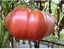 Atkinson Tomato Samen! Große Verkostung Tomaten! Große Ausbeuten Seeds for growers stocking a kitchen garden