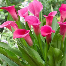 Calla Lily Zantedeschia Aethiopica Giant Seeds for colorful blooms in the Backyard Garden Beds
