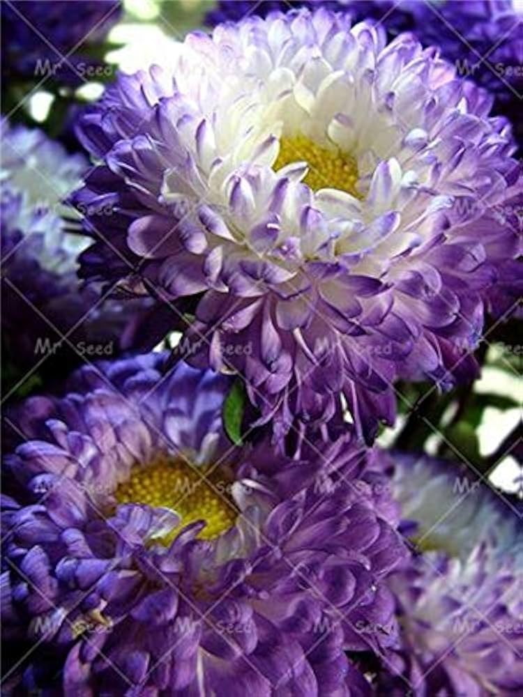 Aster White Rainbow Chrysanthemum Perennial Flower - for planting in home garden