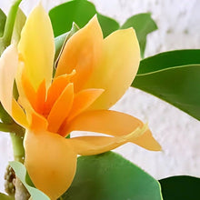 Yellow Magnolia Seeds for seasonal color across the Ornamental Garden Beauty