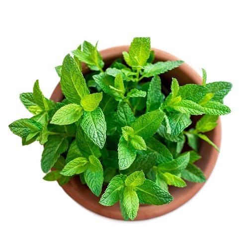 Mint Plants for cooks growing their own fresh herbs