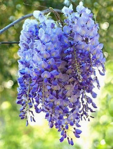 Blue Wisteria Seeds (Wisteria sinensis) for a lasting display in the Flower Arbors or Home Garden