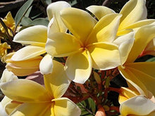 Plumeria Rubra Seeds for growers seeking a long-blooming display