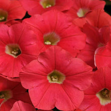 Petunia Shock Wave Rose Seeds (Petunia hybrida) for a bright addition to the vibrant bedding and indoor pots