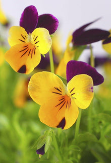 Pansy flower Viola tricolor trailing mixed seeds for planting in hanging baskets or balcony flower boxes