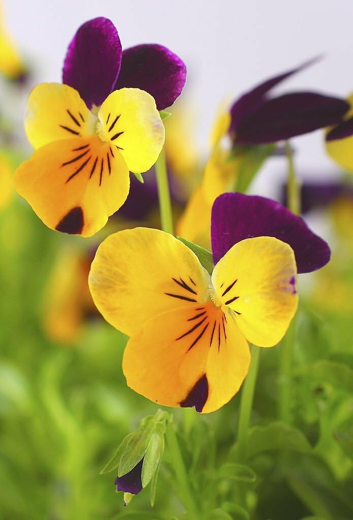 Pansy flower Viola tricolor trailing mixed seeds for planting in hanging baskets or balcony flower boxes