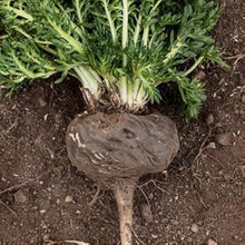Maca Root Seeds (Lepidium meyenii) for seasonal color across the vegetable patches and herbal gardens