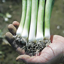 Purple Giant Leek Seeds known for rare Flower Cultivation