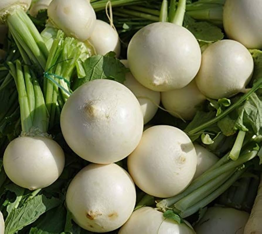 Turnip Harvest for planting in home garden.