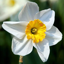 Daffodil Narcissus Pseudonarcissus Mixed Seeds for colorful blooms in the Spring Blooms in Garden Containers