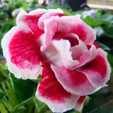 Gloxinia Seeds (Sinningia speciosa) for seasonal color across the Indoor Flower Bed