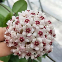 Carnation Dianthus Caryophyllus Seeds for colorful blooms in the Home Balcony Planters