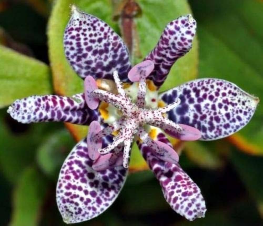 Tricyrtis Lily (Tricyrtis hirta) for planting in shade garden