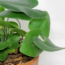 Harts Tongue Fern 'Furcata' Spores for Hardy Fern Garden Seeds known for hardy Fern Unusual Split Leaves