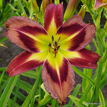 Daylily Seeds for a lasting addition to the Bonsai & Garden