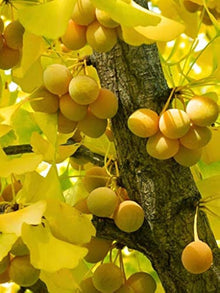 Ginkgo Yellow Flower Tree Seeds (Ginkgo biloba) for long-term planting in the urban garden yard