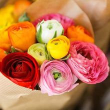 Ranunculus Ranunculus Asiaticus Double Buttercup Seeds valued for spring Bouquets