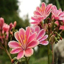 Lewisia Rainbow Seeds (Lewisia spp.) for a bright addition to the rock gardens and ornamental flower beds