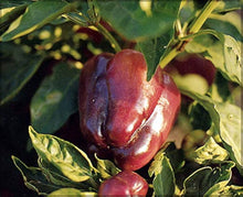 Pepper Seeds for home growers seeking a reliable harvest