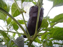 Purple Marconi Pepper Seeds (Capsicum annuum) valued by growers for organic Italian Culinary Gardening