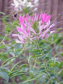 Giant Rose Queen Cleome Seeds known for large, Vibrant Blooms