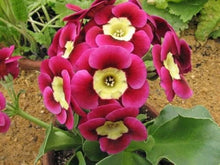 Primrose Primula Vulgaris Seeds for a colorful addition to any planting