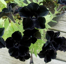 Petunia Seeds for growers seeking a long-blooming display