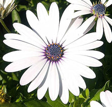 Afano Blue-Eyed Daisy Seeds known for indoor Flower Planting