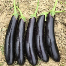 Greek Long Black Aubergine Seeds for growers stocking the Eggplant Garden