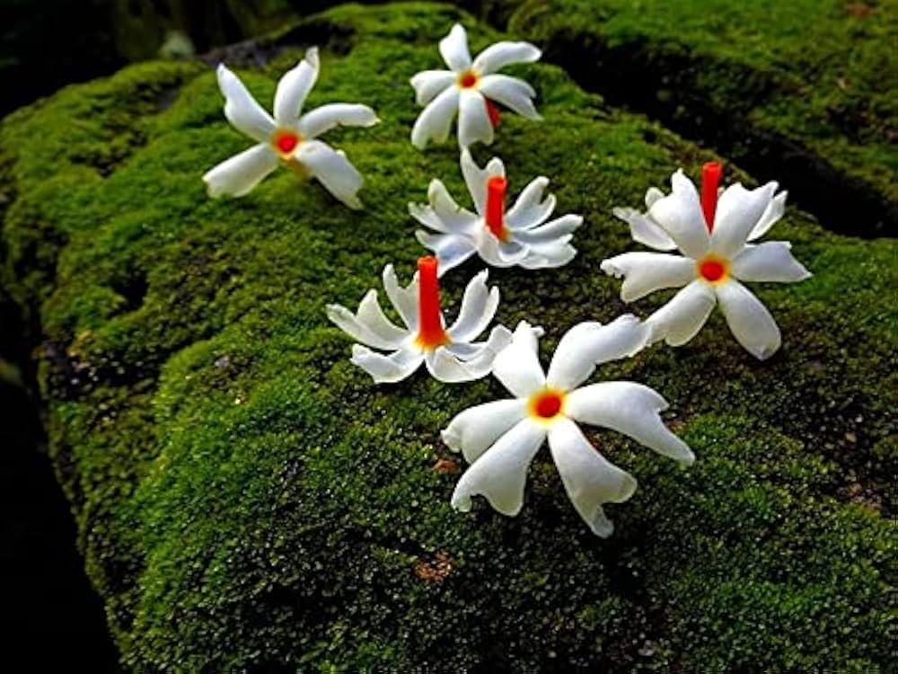Night Blooming Jasmine Cestrum nocturnum for planting in flower bed.