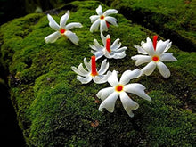 Night Blooming Jasmine Cestrum nocturnum for planting in flower bed.