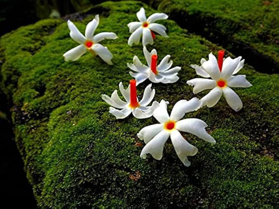 Night Blooming Jasmine Cestrum nocturnum for planting in flower bed.