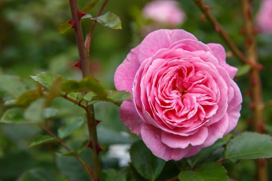 Light Blue Rose (Rosa spp.) for planting in pots or bonsai garden