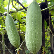 Army Green: One Packaging Loofah Sponge Pumpkin Seeds for a productive addition to the vegetable patch