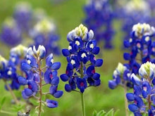 Texas Blue Lupine ��������� Lupinus texensis ��������� for planting in home gardens