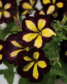 Petunia Calibrachoa Hybrida Yellow Seeds for growers filling out the Hanging Sunny Garden Spots